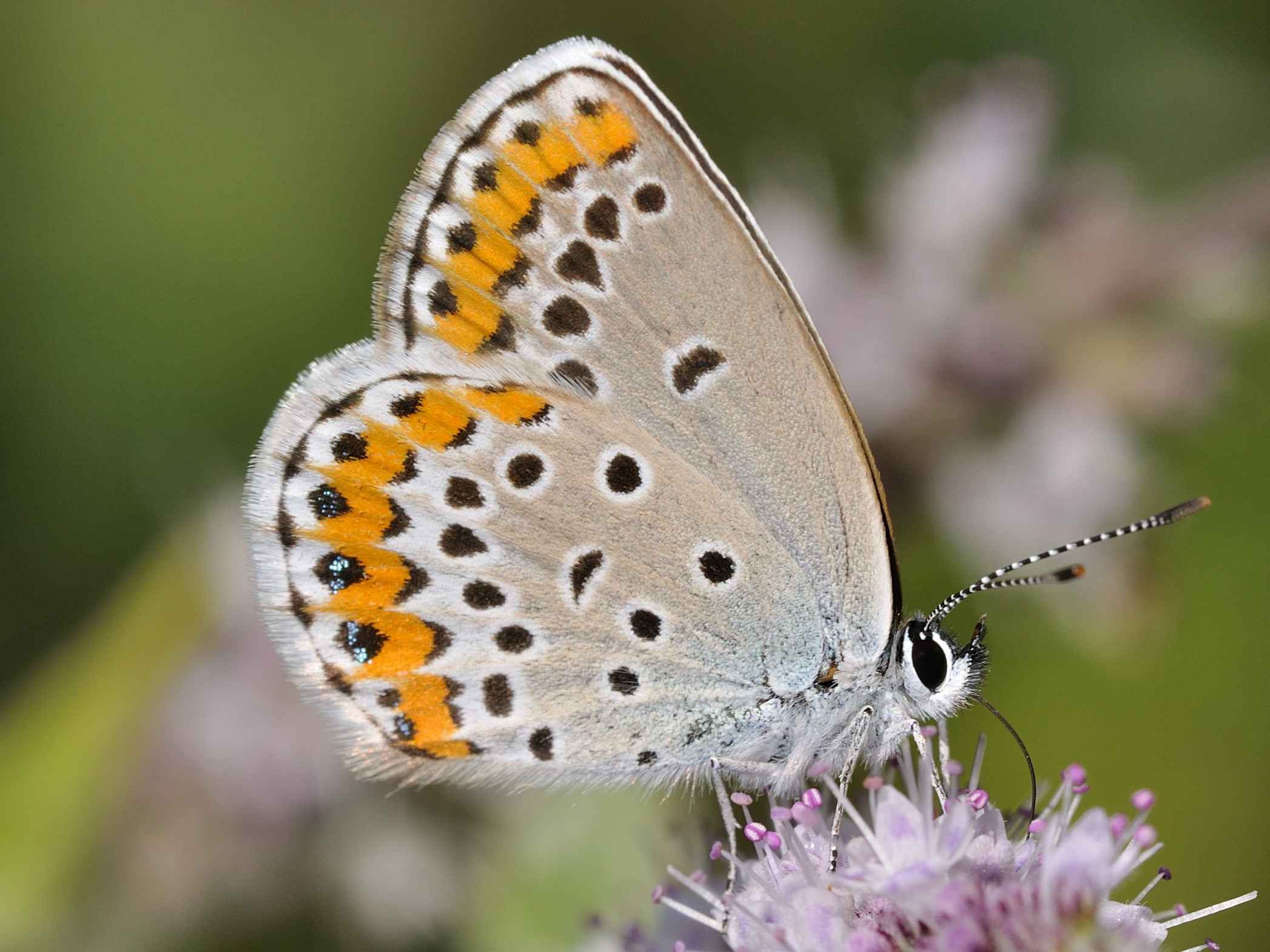 Lycaenidae